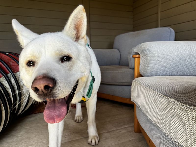 Marshmallow Fluff | Akita Cross | Salisbury (Wiltshire) - 1