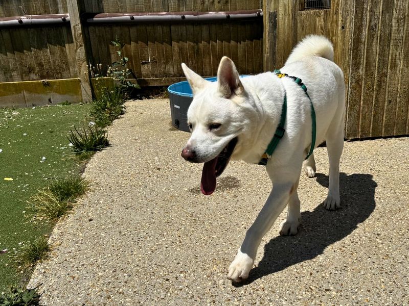 Marshmallow Fluff | Akita Cross | Salisbury (Wiltshire) - 6