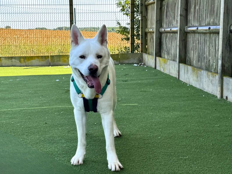 Marshmallow Fluff | Akita Cross | Salisbury (Wiltshire) - 8