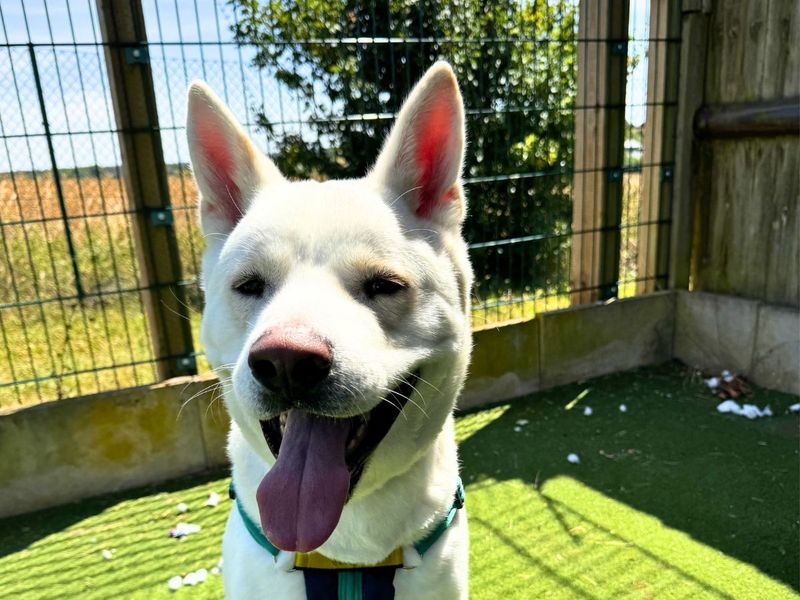 Marshmallow Fluff | Akita Cross | Salisbury (Wiltshire) - 4