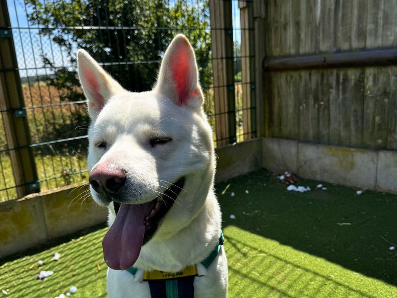 Marshmallow Fluff | Akita Cross | Salisbury (Wiltshire) - 11