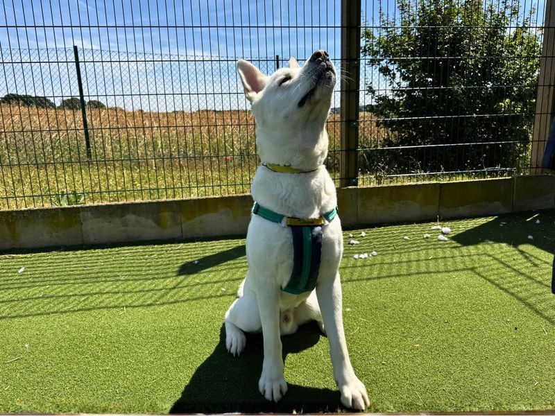 Marshmallow Fluff | Akita Cross | Salisbury (Wiltshire) - 3