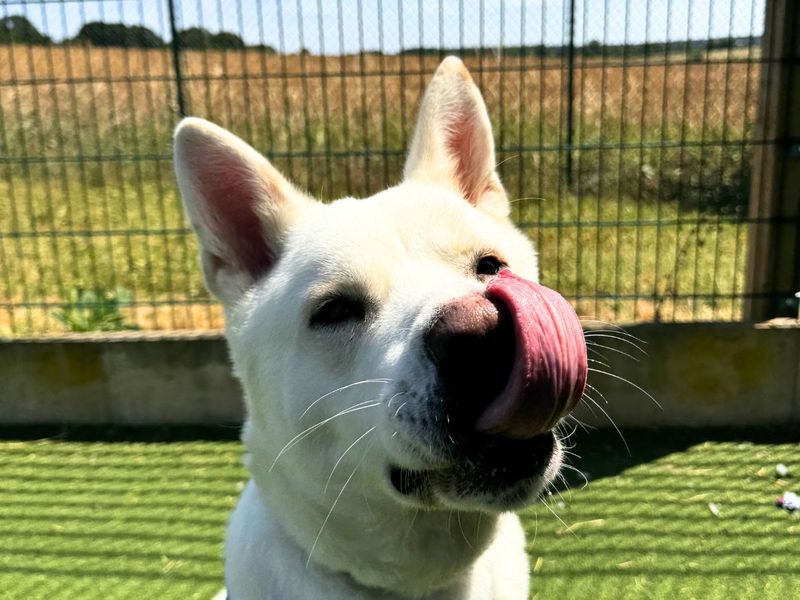 Marshmallow Fluff | Akita Cross | Salisbury (Wiltshire) - 5