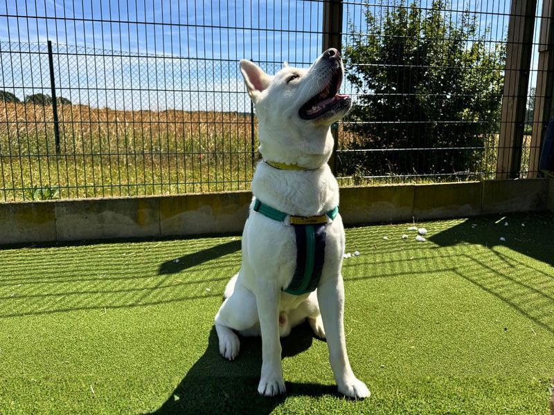 Marshmallow Fluff | Akita Cross | Salisbury (Wiltshire) - 13