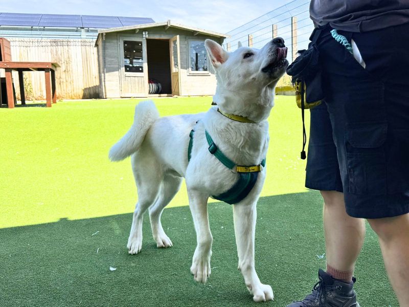 Marshmallow Fluff | Akita Cross | Salisbury (Wiltshire) - 9