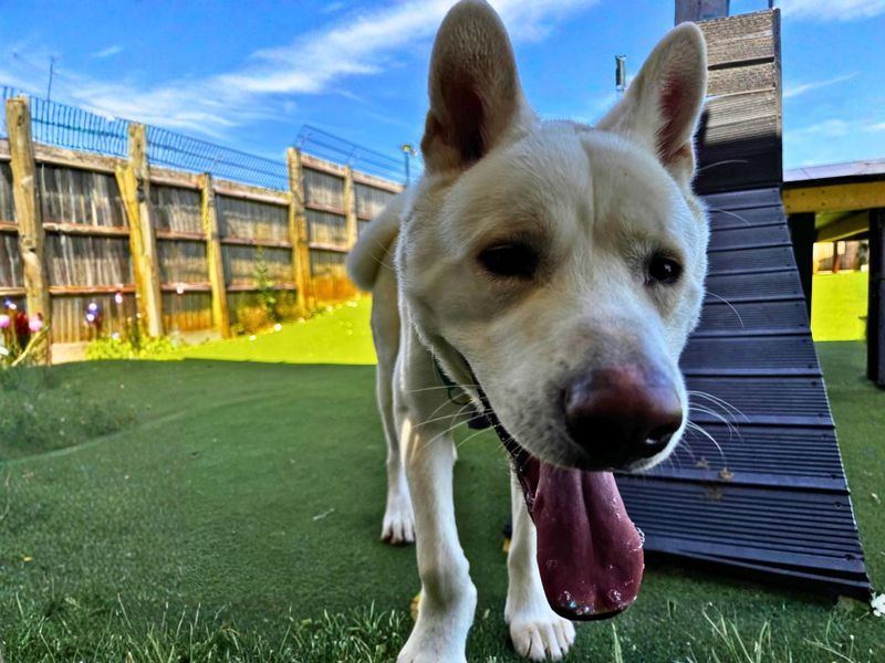 Marshmallow Fluff | Akita Cross | Salisbury (Wiltshire) - 10