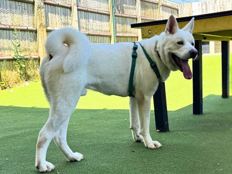 Marshmallow Fluff | Akita Cross | Salisbury (Wiltshire) - 7