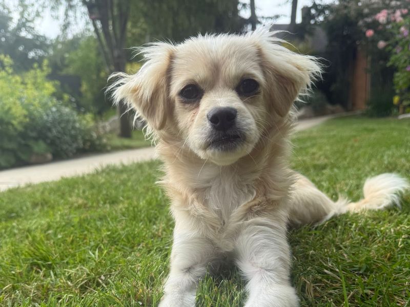 Tilly