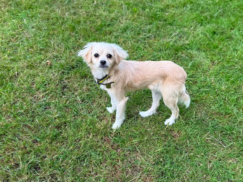 undefined | Terrier (Jack Russell) Cross | undefined - 2