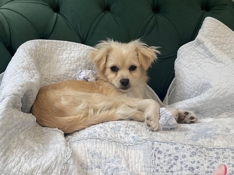 undefined | Terrier (Jack Russell) Cross | undefined - 4