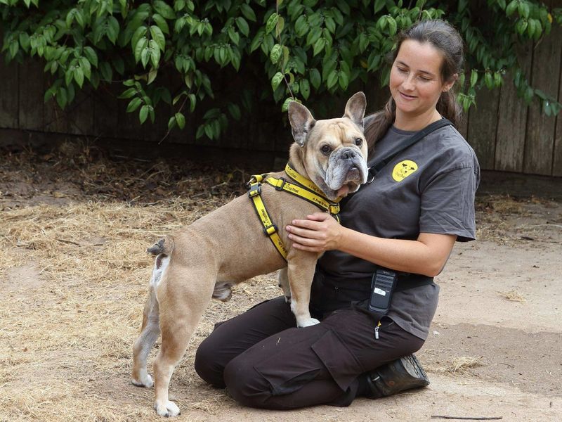 Ivan | American Bulldog Cross | Loughborough - 1