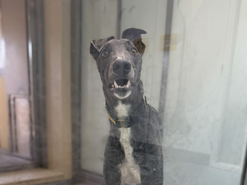 undefined | Greyhound Cross | undefined - 1