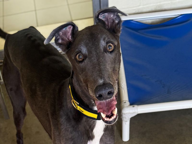 undefined | Greyhound Cross | undefined - 2