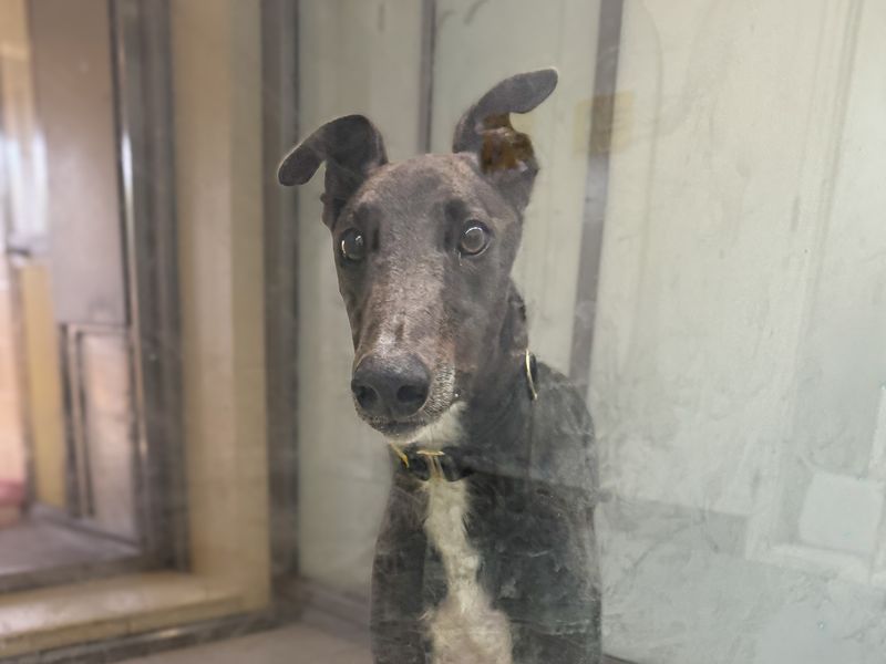 undefined | Greyhound Cross | undefined - 3