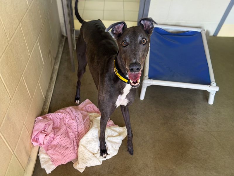 undefined | Greyhound Cross | undefined - 4
