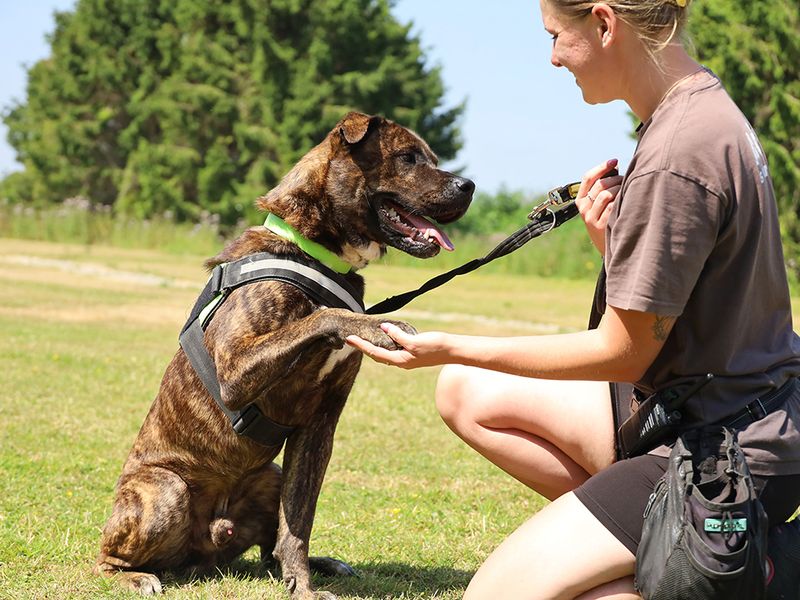 Kongbear | American Bulldog Cross | Leeds - 3