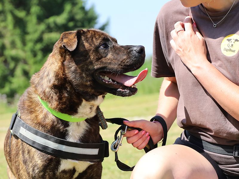 Kongbear | American Bulldog Cross | Leeds - 4