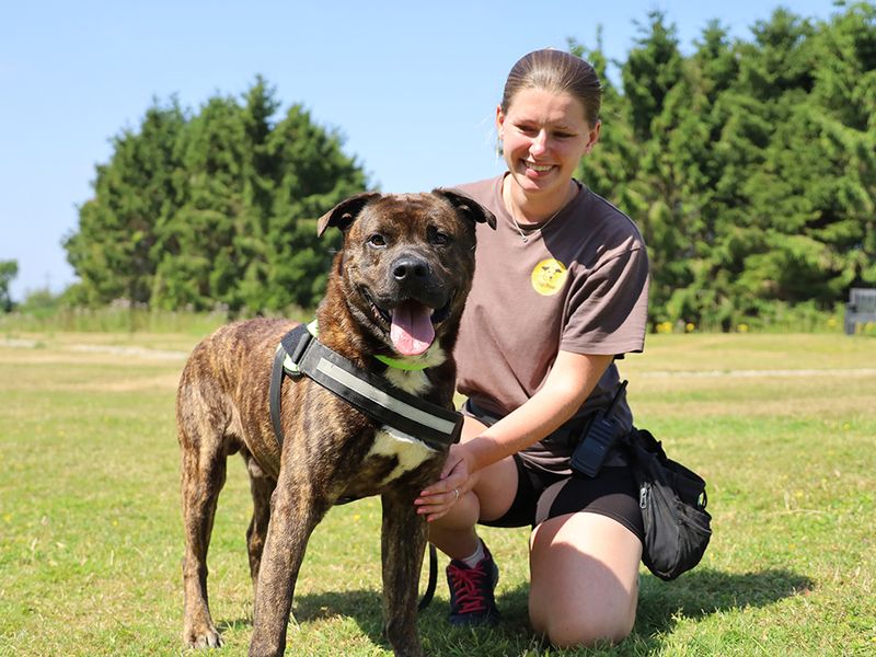 Kongbear | American Bulldog Cross | Leeds - 2