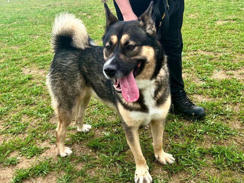 Millie | Akita Cross | Snetterton (Norfolk) - 1