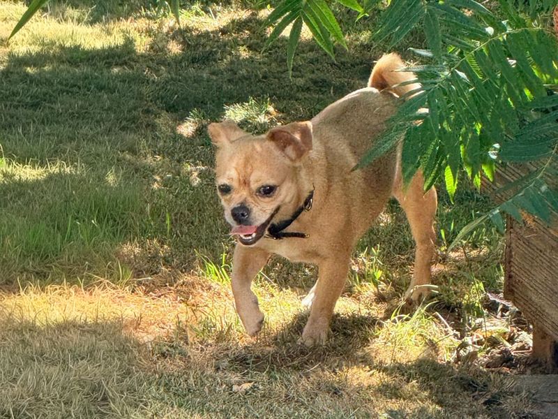 Lulu | Pug Cross | Basildon (Essex) - 2