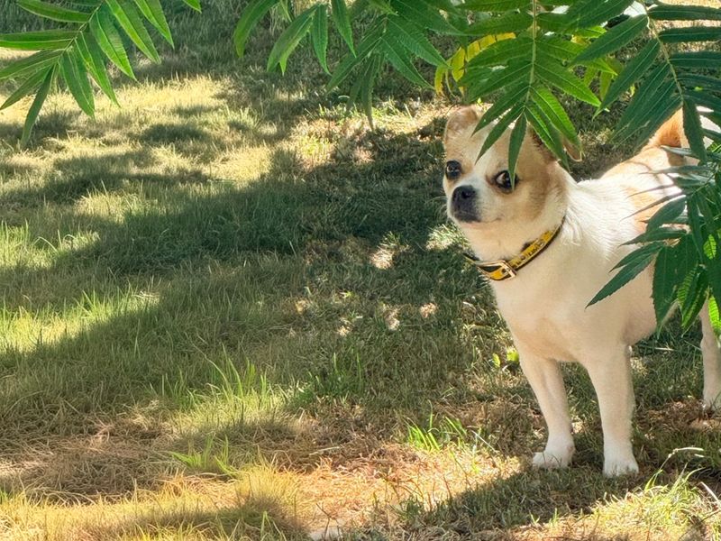 Lottie | Pug Cross | Basildon (Essex) - 1