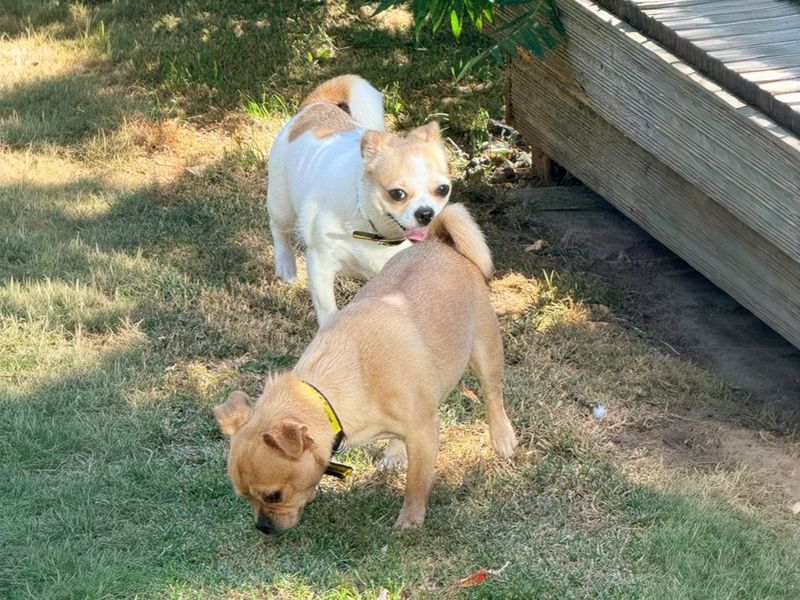 Lottie | Pug Cross | Basildon (Essex) - 2