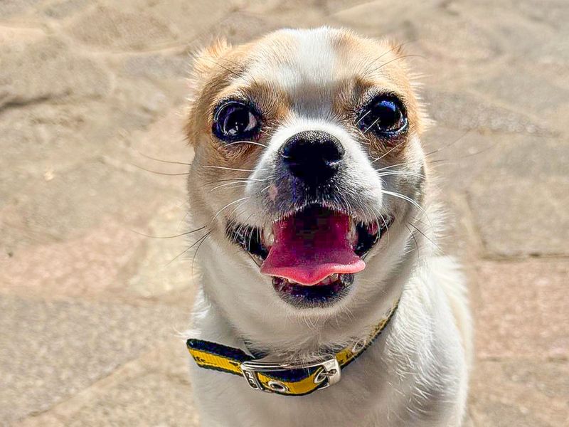Lottie | Pug Cross | Basildon (Essex) - 3