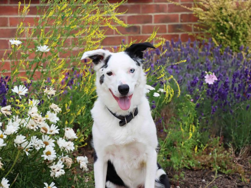 Monty | Collie (Border) | Darlington - 2