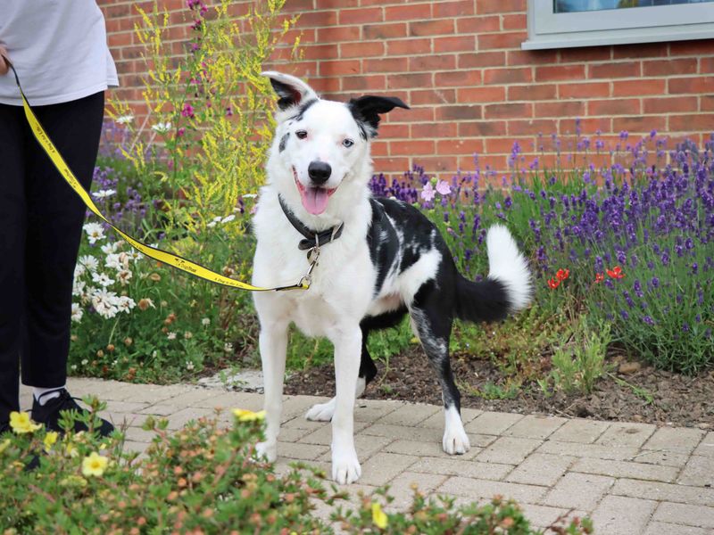 Monty | Collie (Border) | Darlington - 3