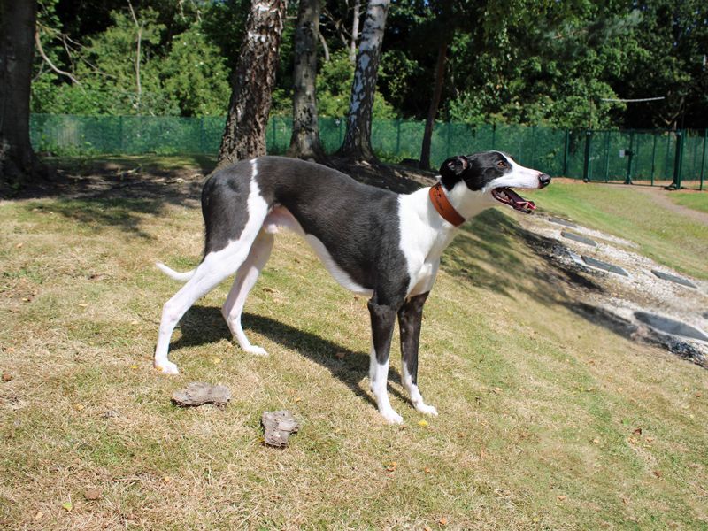 undefined | Lurcher | undefined - 3