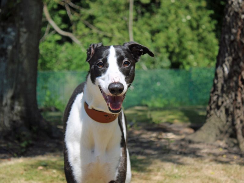 undefined | Lurcher | undefined - 2