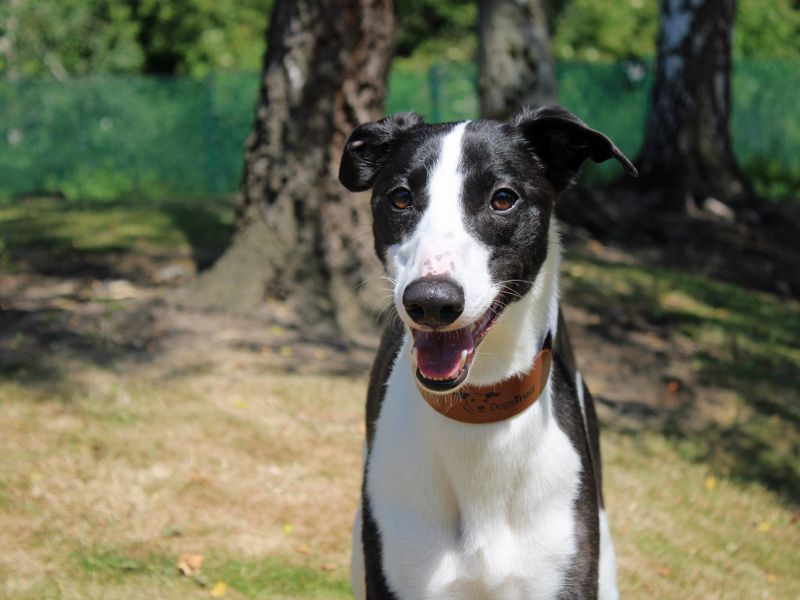 undefined | Lurcher | undefined - 1