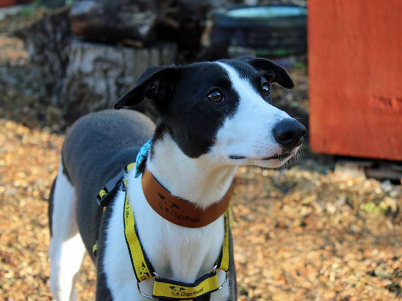 Milo | Lurcher | Merseyside (Liverpool) - 2