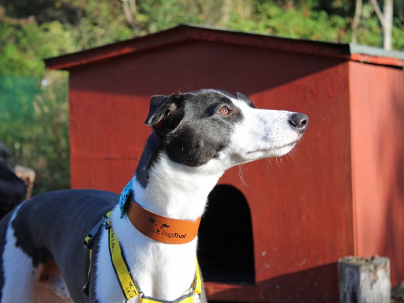 Milo | Lurcher | Merseyside (Liverpool) - 3