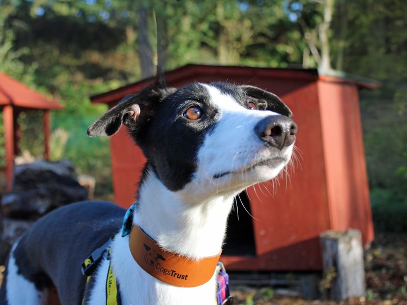 Milo | Lurcher | Merseyside (Liverpool) - 1