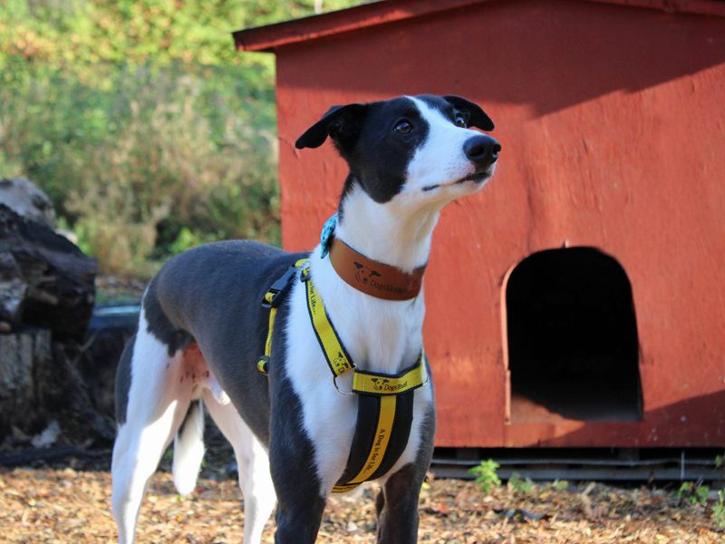 Milo | Lurcher | Merseyside (Liverpool) - 4