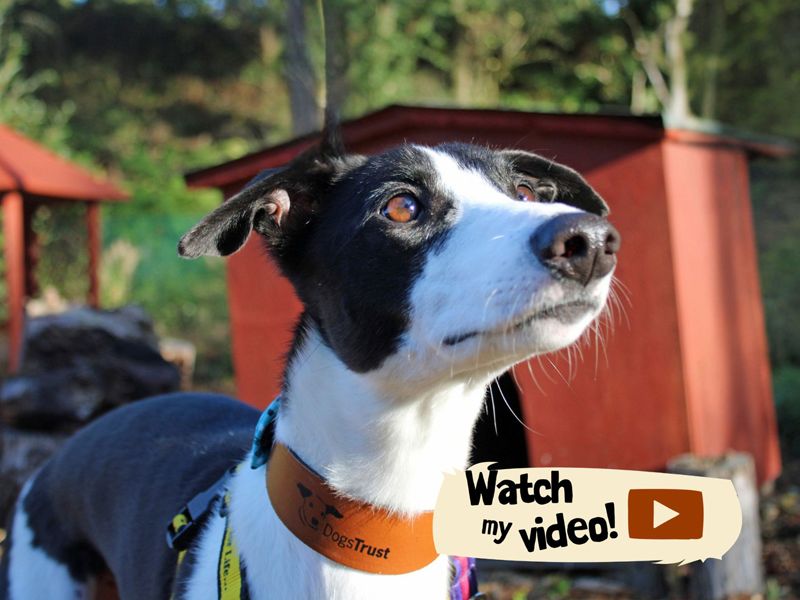 Milo | Lurcher | Merseyside (Liverpool) - 4