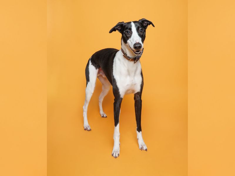 Milo | Lurcher | Merseyside (Liverpool) - 5