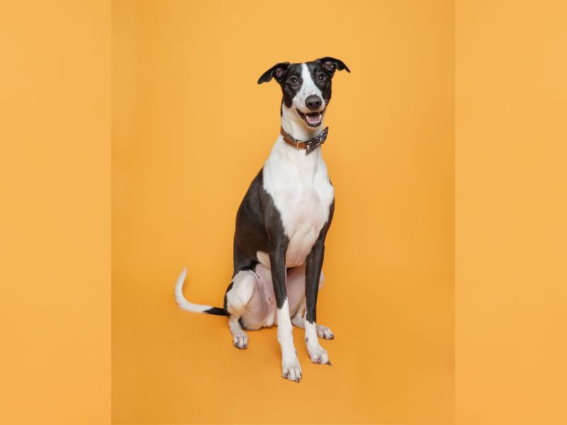 Milo | Lurcher | Merseyside (Liverpool) - 1