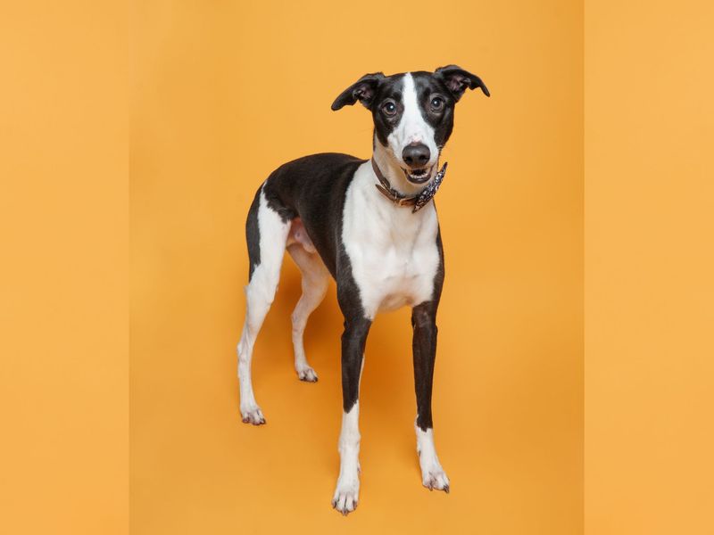 Milo | Lurcher | Merseyside (Liverpool) - 2