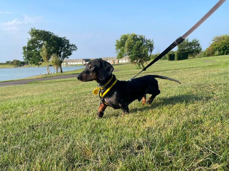 Matthew | Dachshund (Smooth Haired) | Cardiff - 2