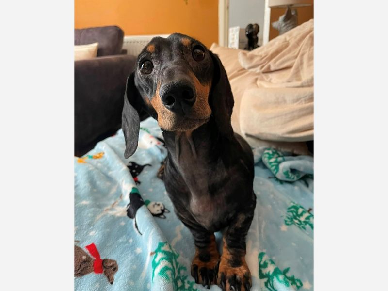 Matthew | Dachshund (Smooth Haired) | Cardiff - 3