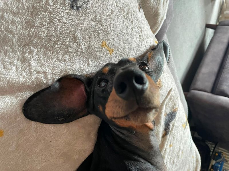 Matthew | Dachshund (Smooth Haired) | Cardiff - 5