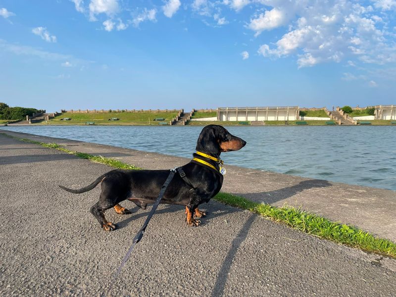 Matthew | Dachshund (Smooth Haired) | Cardiff - 6