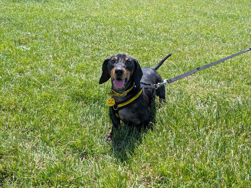 Matthew | Dachshund (Smooth Haired) | Cardiff - 4