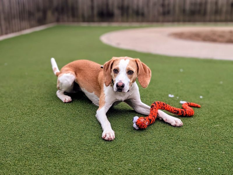 undefined | Beagle | undefined - 4