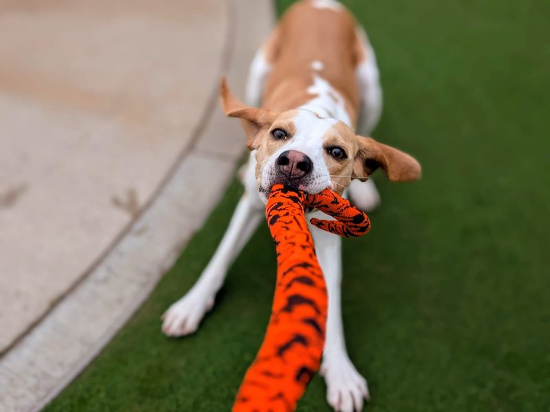 undefined | Beagle | undefined - 6