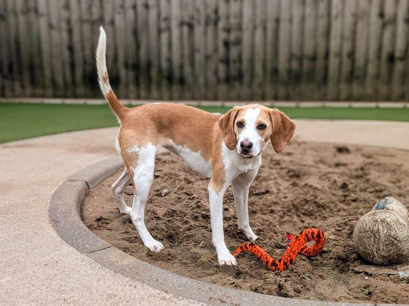 undefined | Beagle | undefined - 1