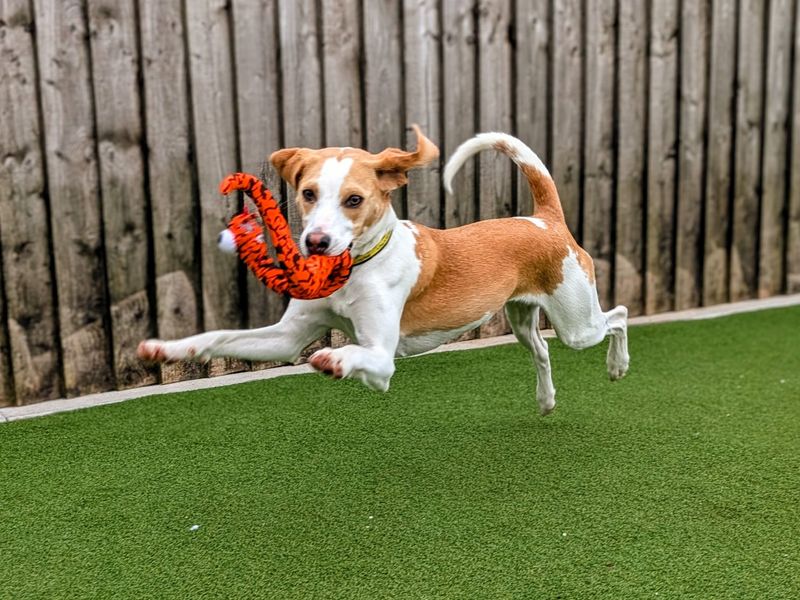 undefined | Beagle | undefined - 7