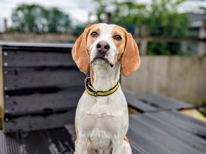 undefined | Beagle | undefined - 8